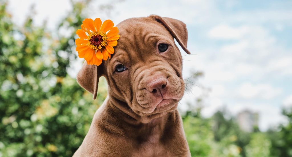 Habitat Fragmentation Causes Inbreeding in California Cougars 3 image of Habitat Fragmentation Causes Inbreeding in California Cougars - HelloExpress - 3
