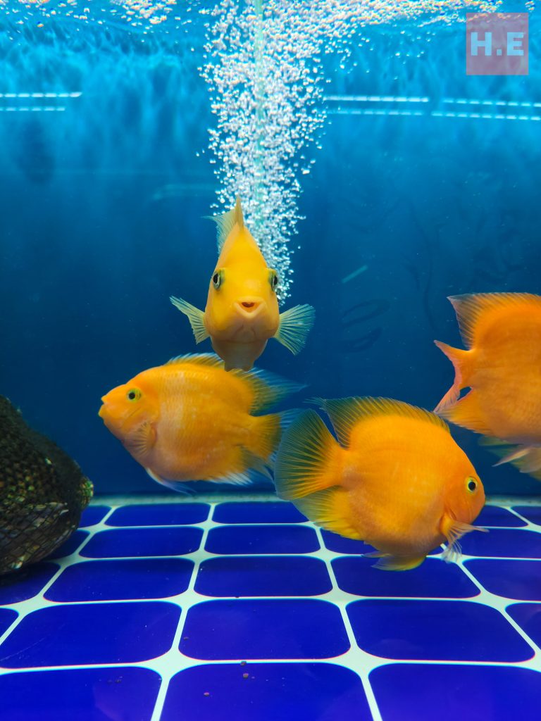 image of Oppo Reno 14F Review - HelloExpress - 22