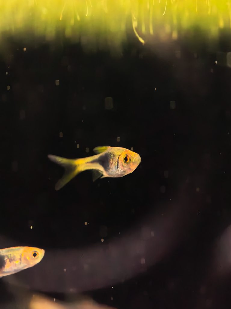 Huawei Pura 80 Ultra Review: The Ultimate Flagship Camera Phone? 25 image of Huawei Pura 80 Ultra Review: The Ultimate Flagship Camera Phone? - HelloExpress - 25